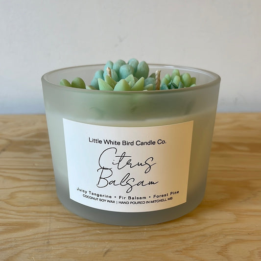 Citrus Balsam Succulent Candle